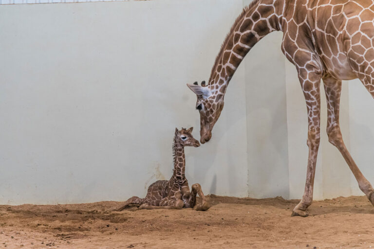 Betty White (the Giraffe) Gives Birth to anAdorable Six-Foot-Tall Girl.