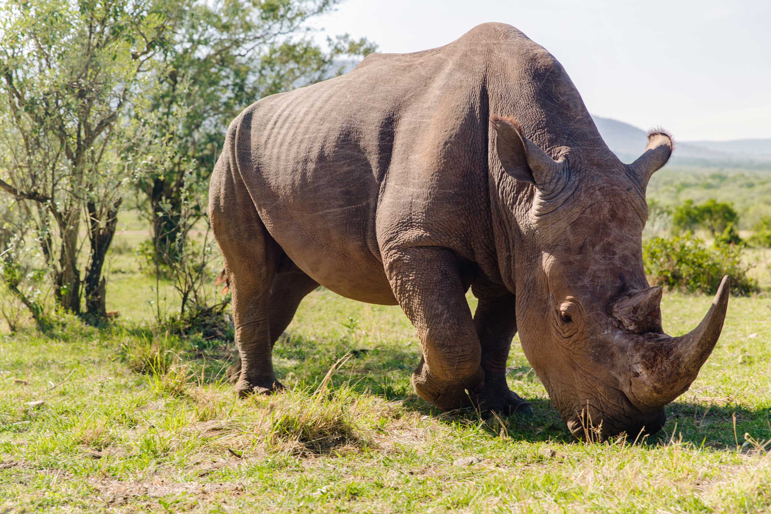Why I Like Rhinos | Celebrating Conservation | Longneck Manor
