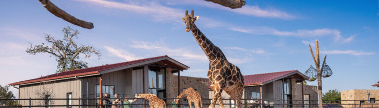 Longneck Manor Named to Forbes’ Top Wildlife Hotels List!