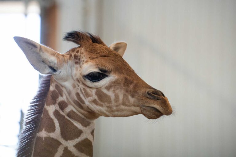 Red, White, and New! Longneck Manor Celebrates the Birth of Baby Boy Giraffe During Holiday Week