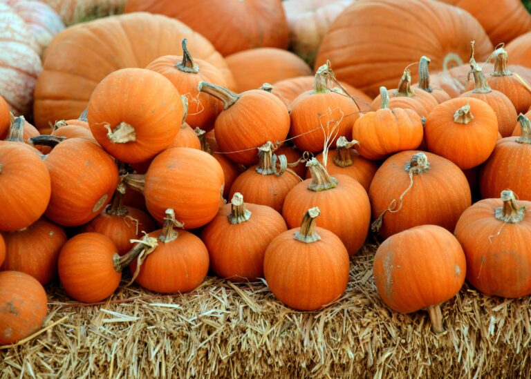 National Pumpkin Day at Longneck Manor