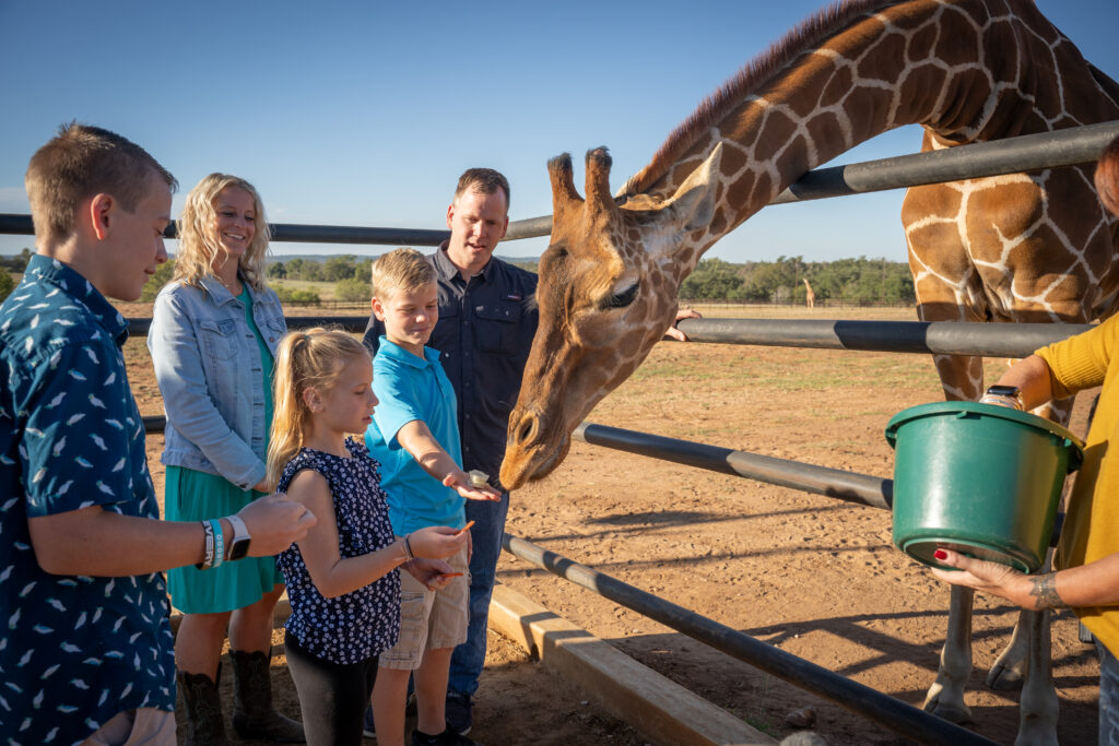 Giraffe experience with kids