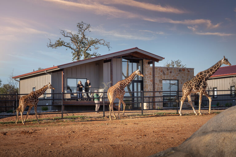 “The” Luxury Animal Experience in Texas