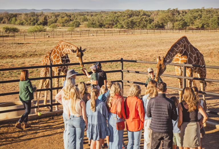 Luxury Wildlife Escape: Your Guide to Visiting Longneck Manor