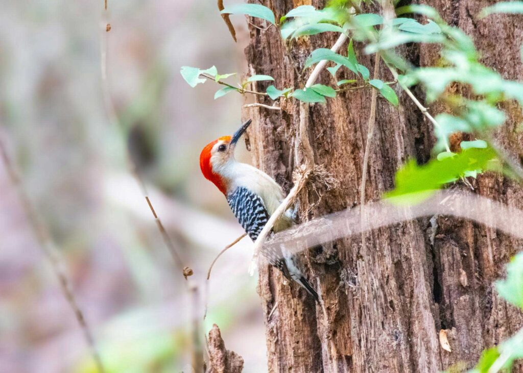 Discover Texas Hill Country birding bliss