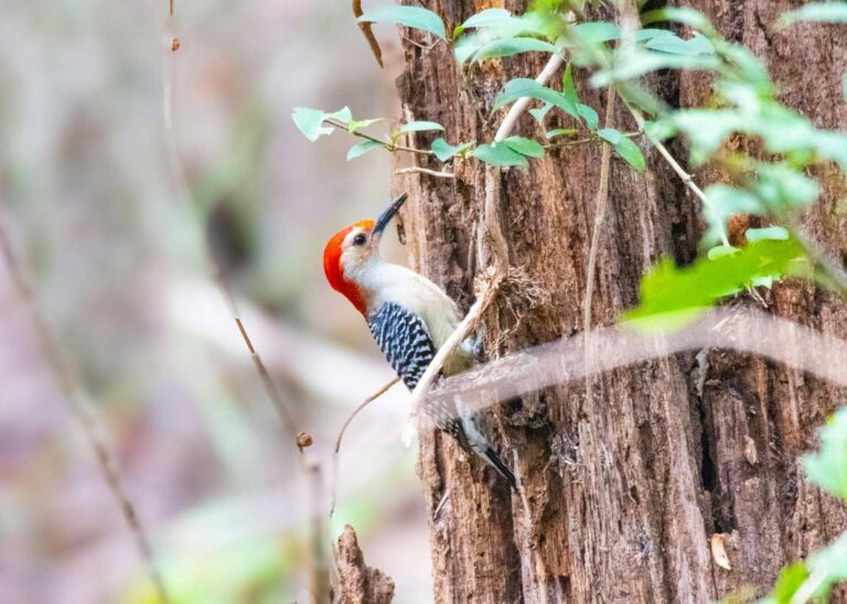 Discover Texas Hill Country Birding Bliss at Longneck Manor