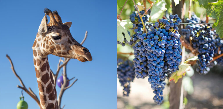 Giraffes and Grapes: A Unique Texas Escape