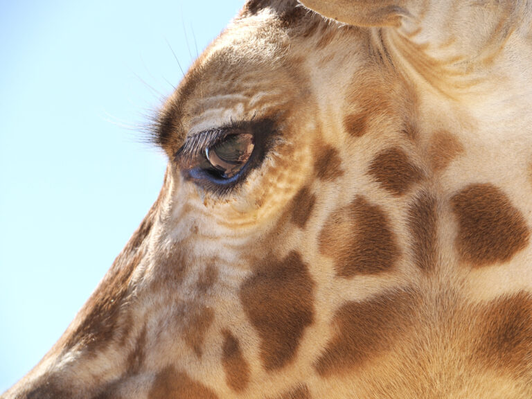 What Does Ethical Wildlife Tourism Look Like?