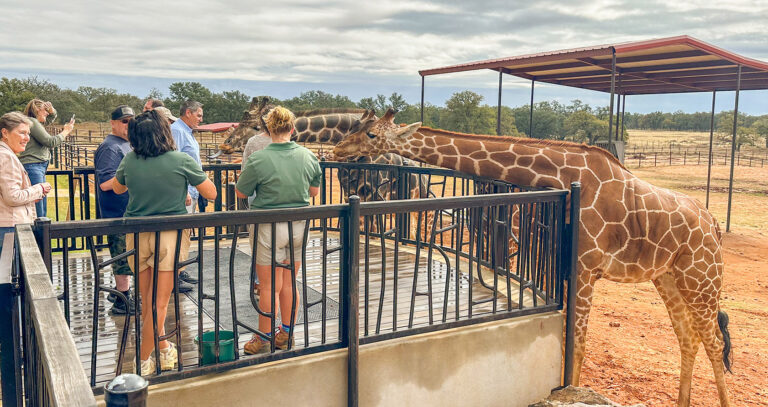 Longneck Manor’s AZA Accreditation sets the Gold Standard in Texas Animal Encounters