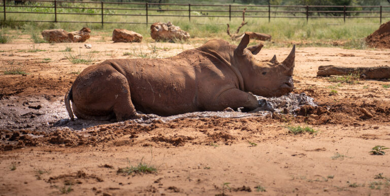 Why Rhino Conservation Matters