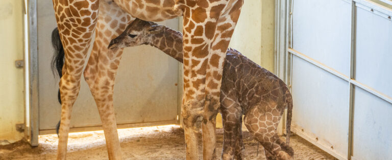 Welcome Winifred!  A giraffe birth story at Longneck Manor