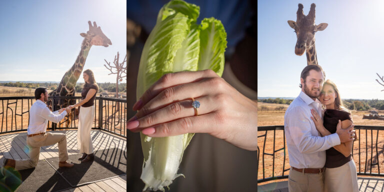 Proposals at Longneck Manor: The Unique “Yes”