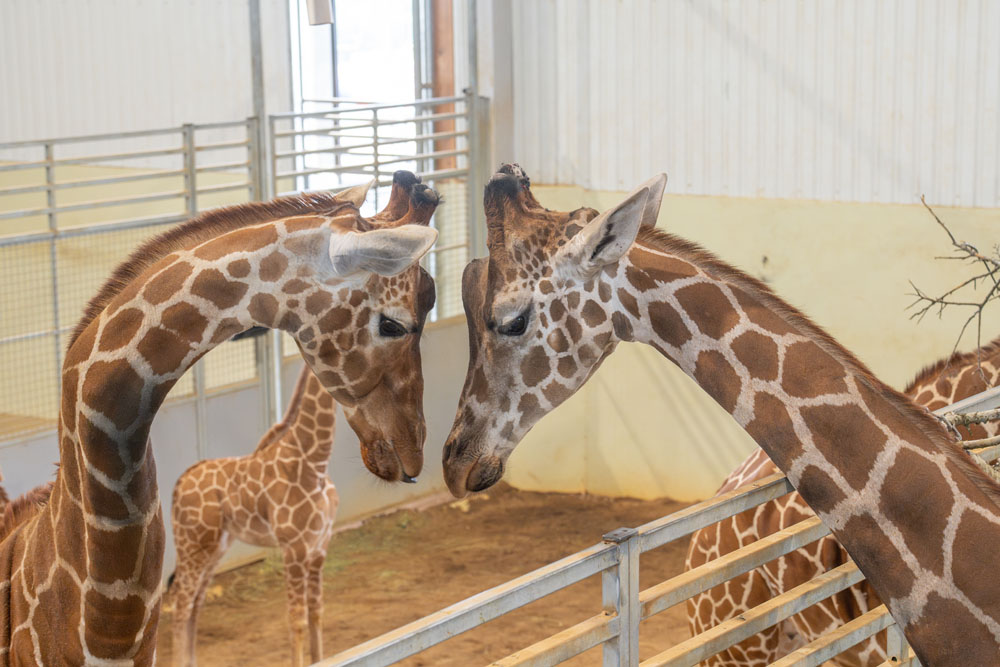 Giraffes at Longneck Manor