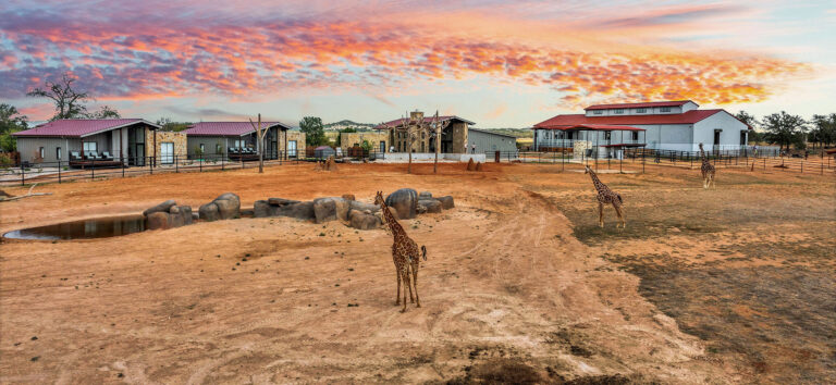 Celebrating 5 Years of Conservation, Luxury, and Wildlife
